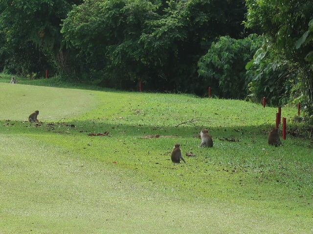 猿の集団